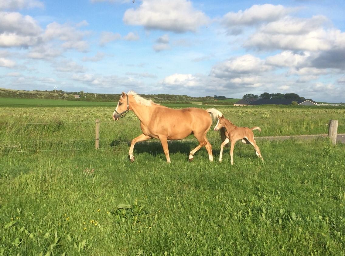 Palomino Silverline Dublét billede 9