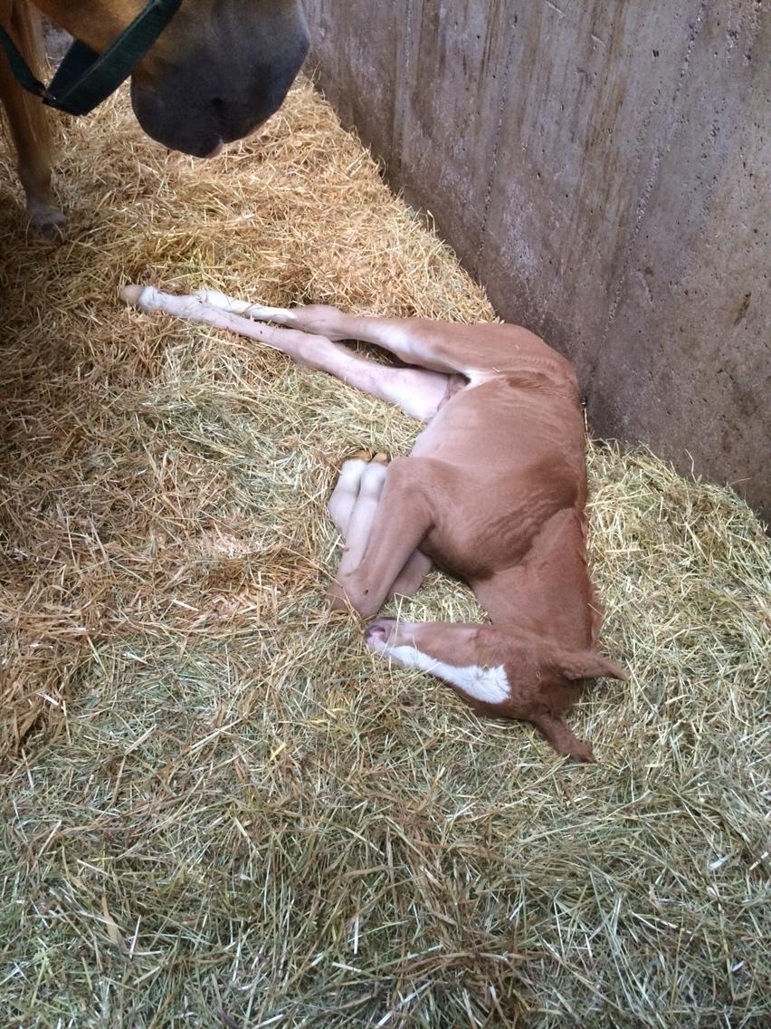 Palomino Silverline Dublét billede 10