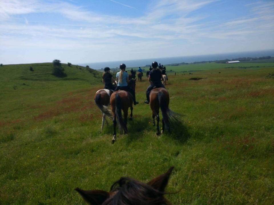Pinto Højvang's Ikaros - Første tur ude, her på Møns Klint :) -11-06-2017- billede 18