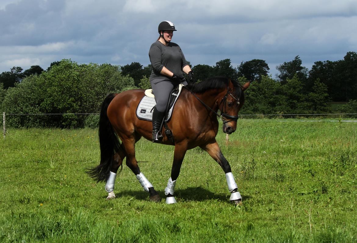 Anden særlig race Dalvangs Casper - Han er virkelig ved at være super lækker i dressuren billede 17