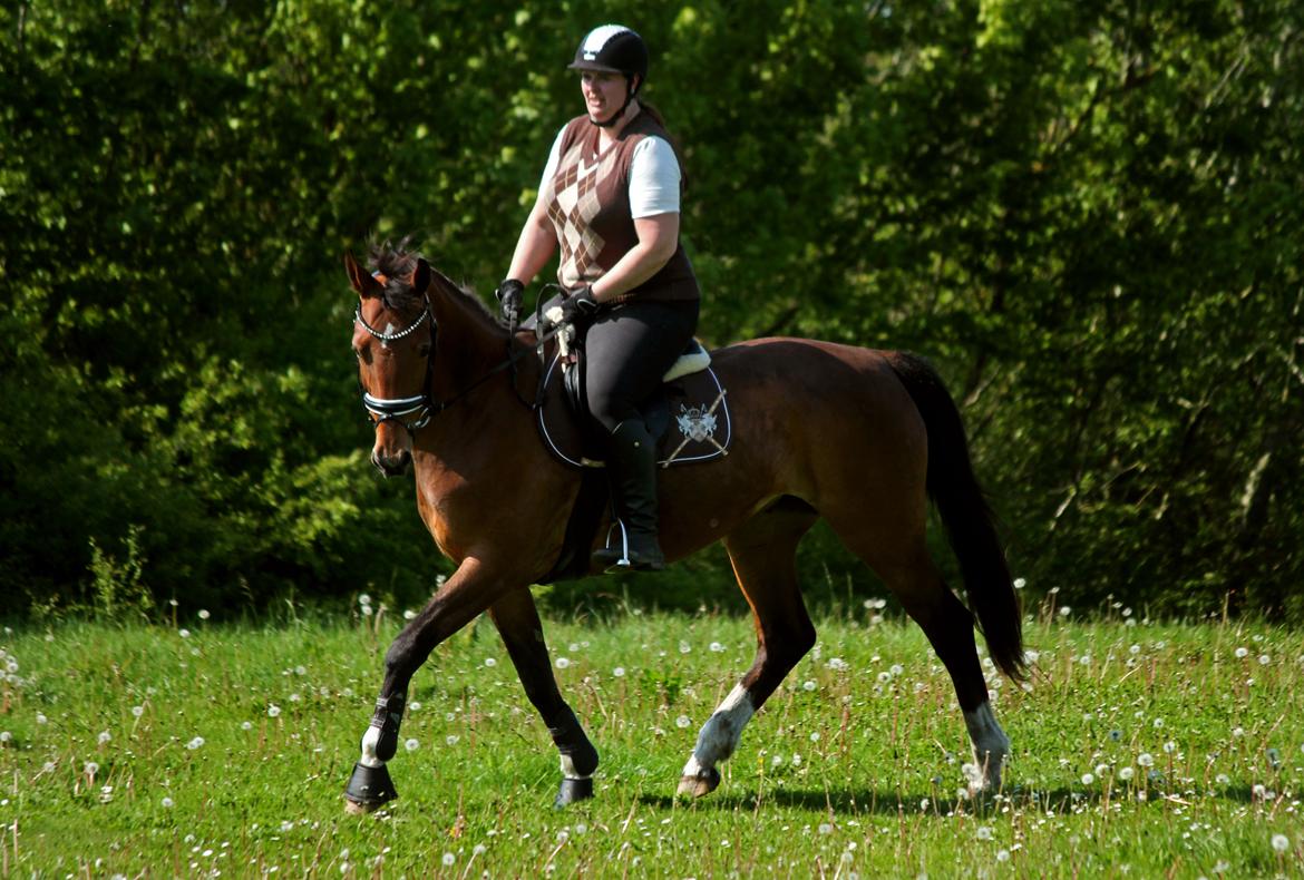 Dansk Varmblod Ørstedslunds Lucky Lady - Der er virkelig ved at ske noget (Maj 2017) billede 4