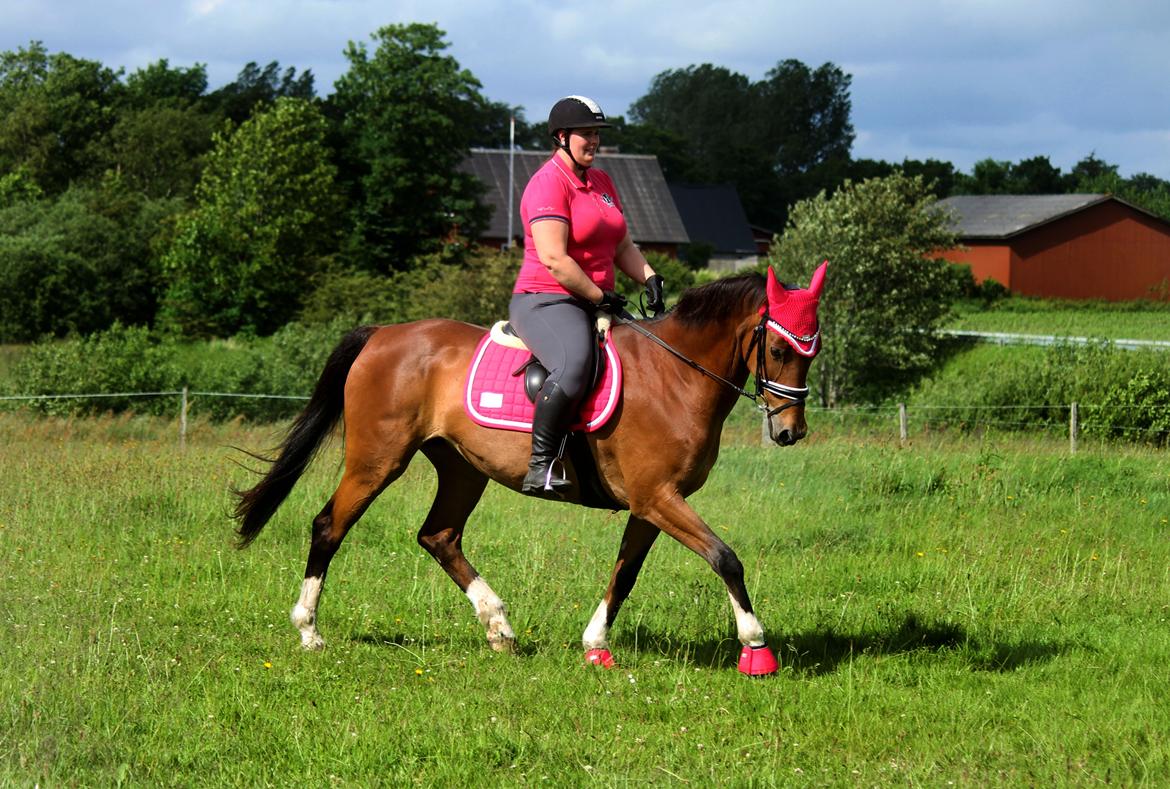 Dansk Varmblod Ørstedslunds Lucky Lady - NYT: Min lækre prinsesse hest <3 billede 2