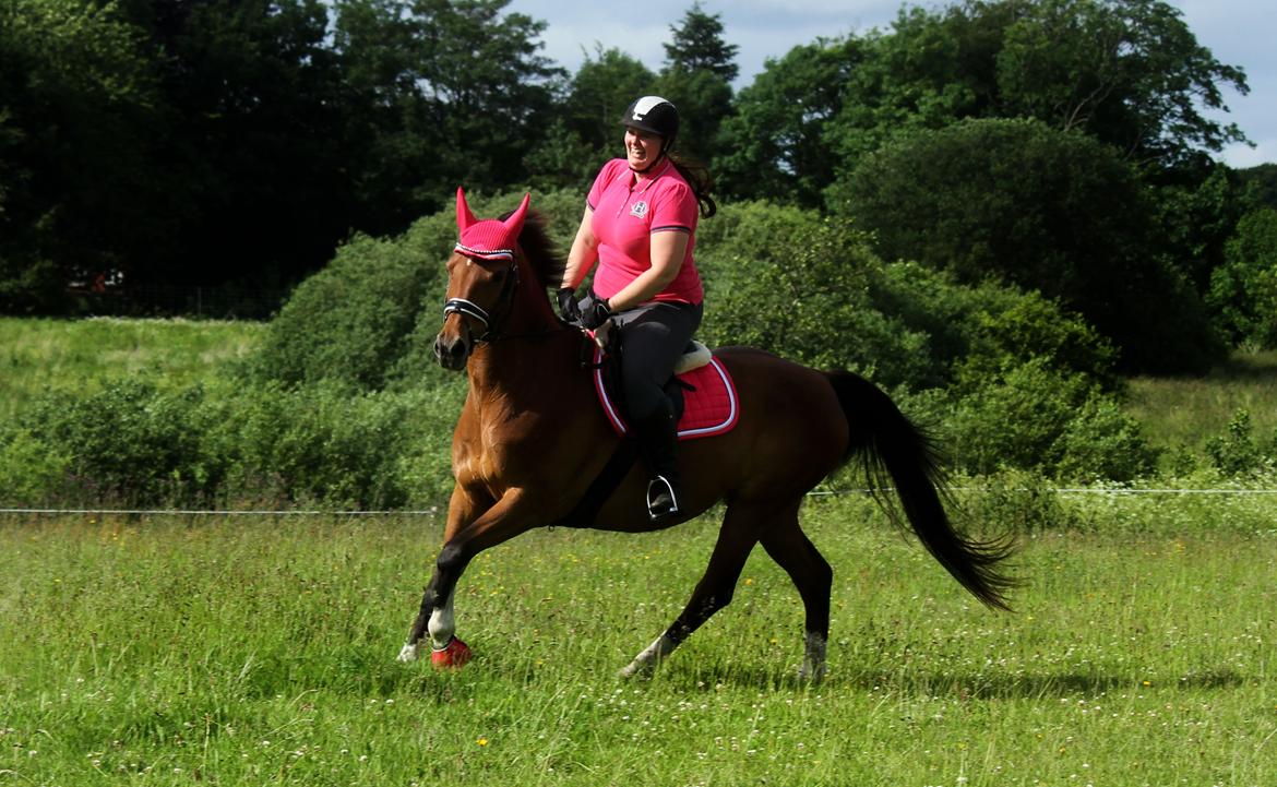 Dansk Varmblod Ørstedslunds Lucky Lady - NYT: Så dejlig billede 3