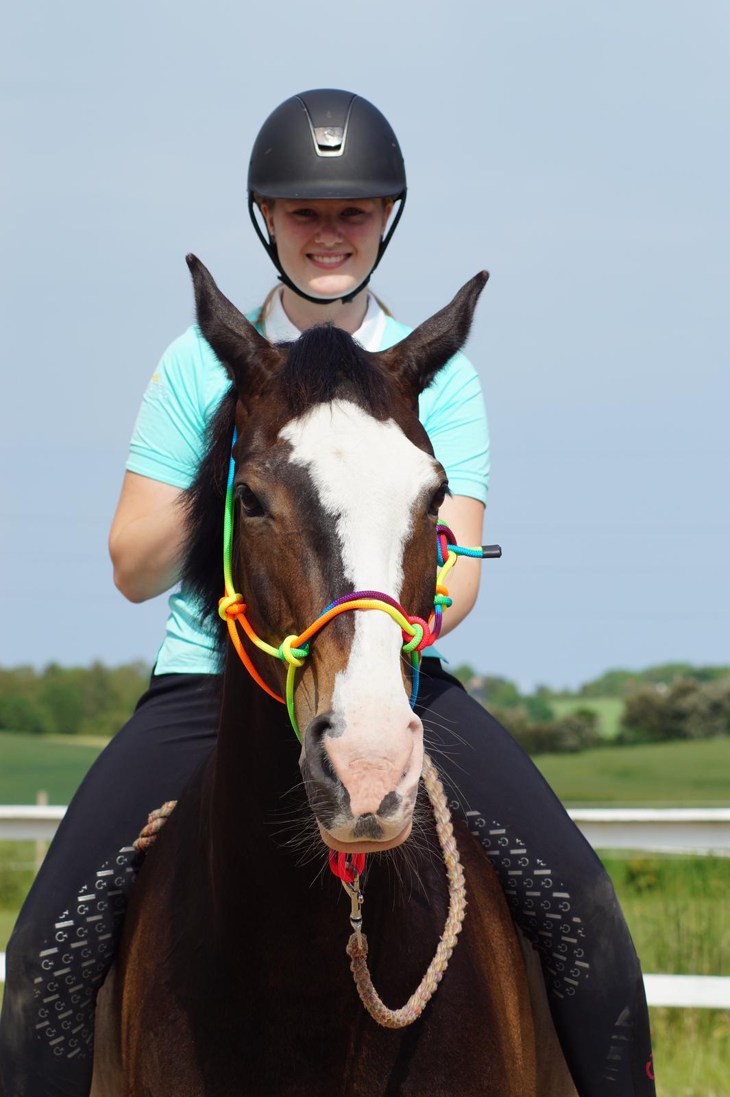 Hollandsk Varmblod Zarona R.I.P  billede 9