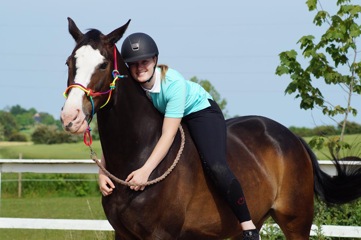 Hollandsk Varmblod Zarona R.I.P  - Mit et og alt <3  billede 1