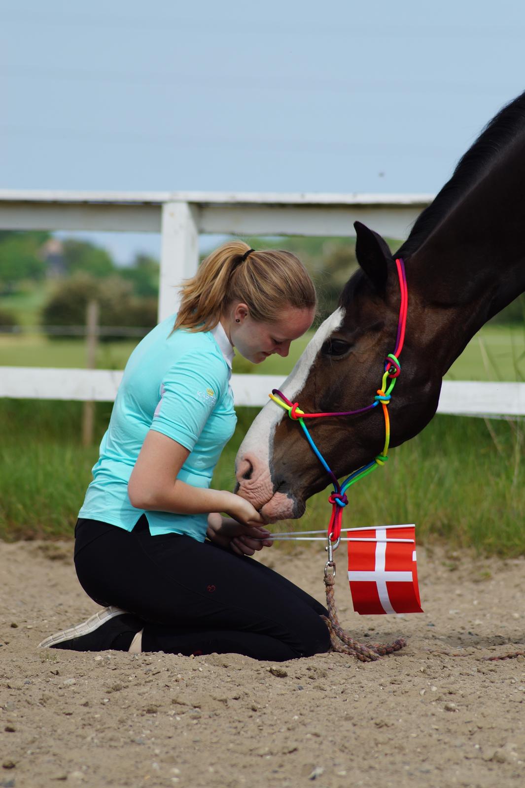 Hollandsk Varmblod Zarona R.I.P  billede 37