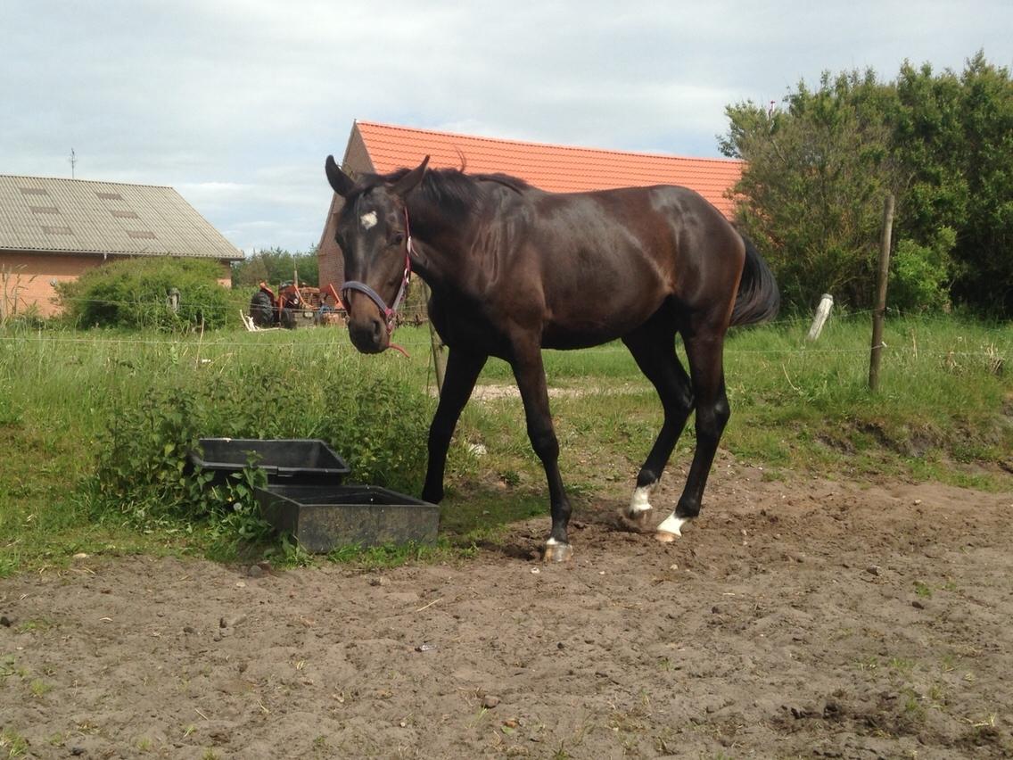 Dansk Varmblod Pinvigs Aslan billede 8