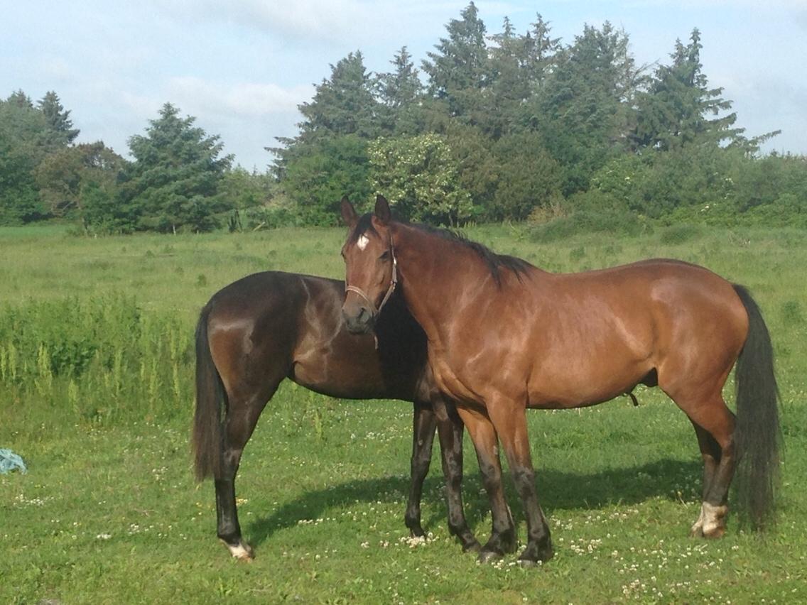 Dansk Varmblod Pinvigs Aslan billede 7