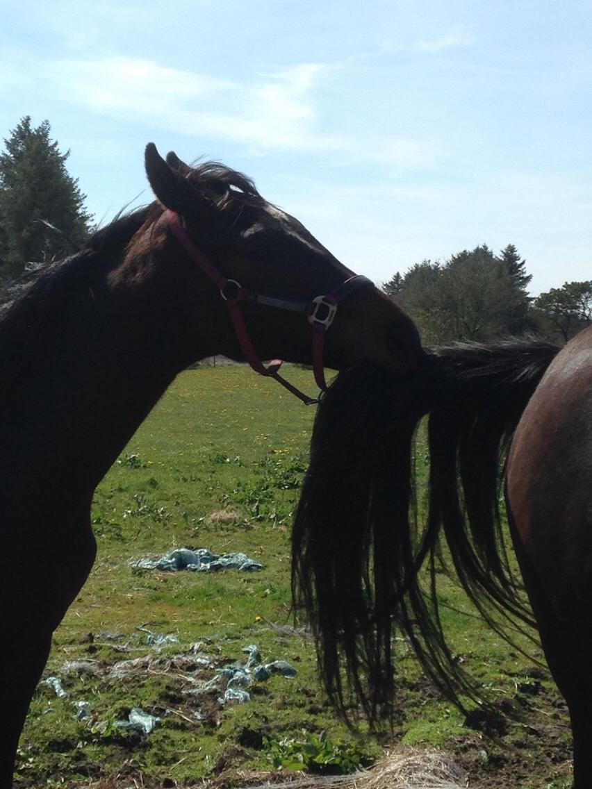 Dansk Varmblod Pinvigs Aslan billede 9