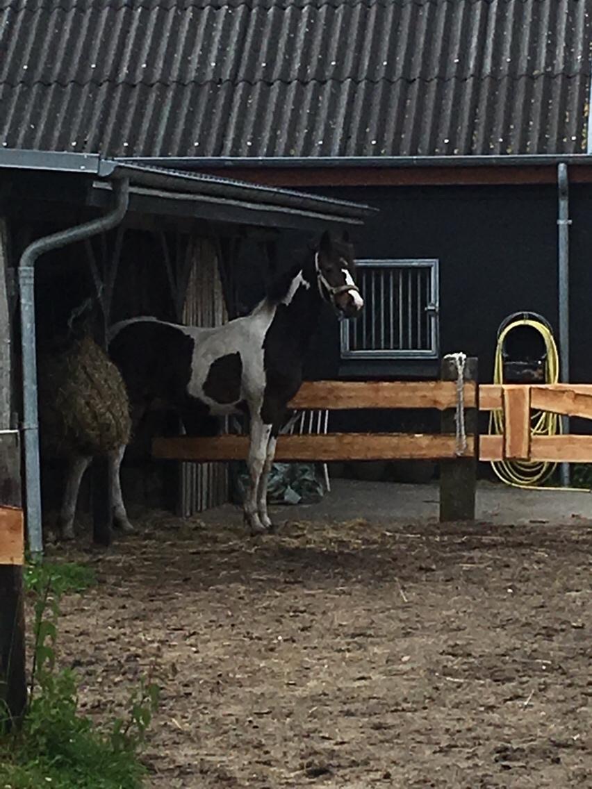 Barockpinto Honorous Jorg Ancrath billede 3