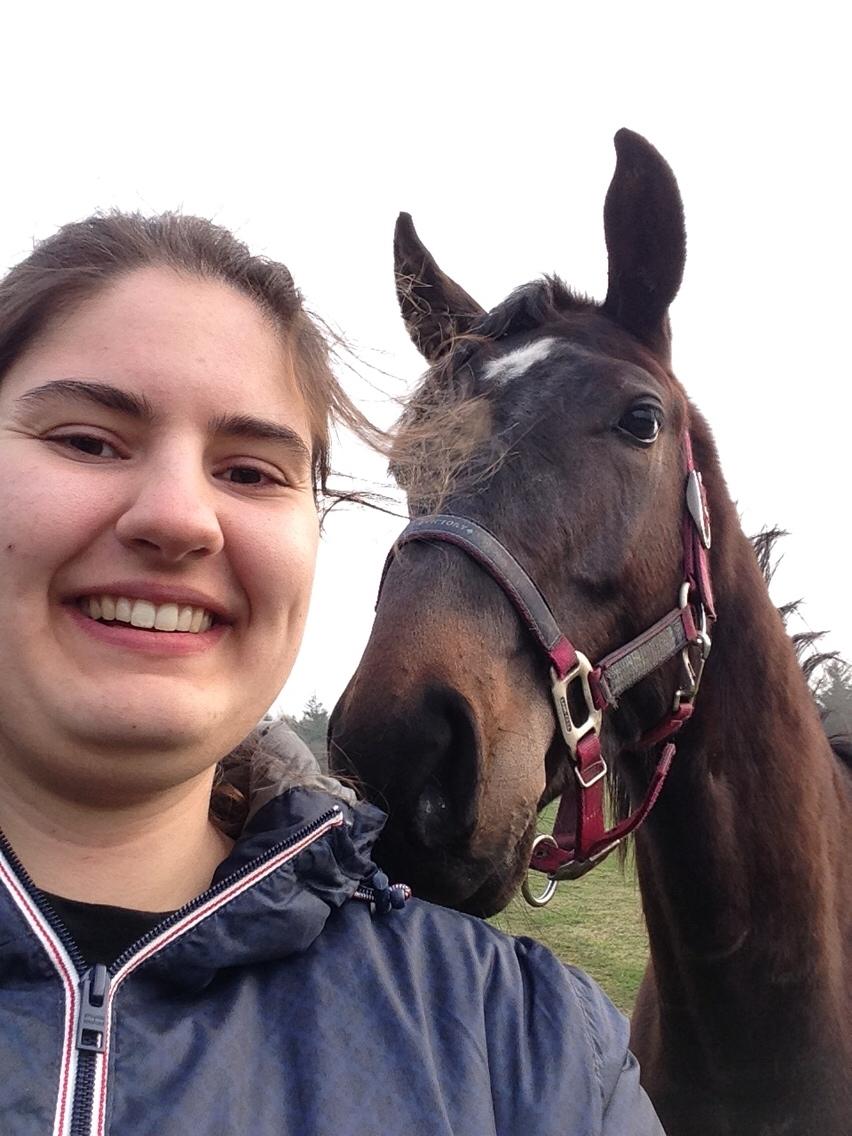 Dansk Varmblod Pinvigs Aslan billede 10