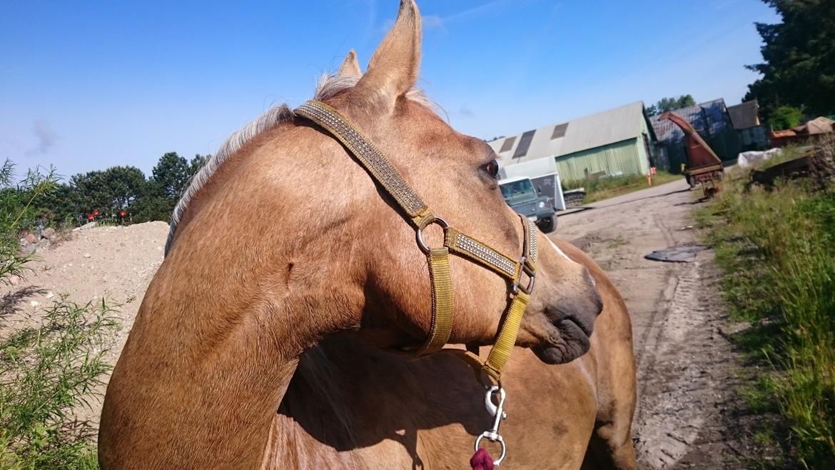 Palomino kærligheds ponyen Troja(SELVSKABSPONY) R.I.P.  billede 43