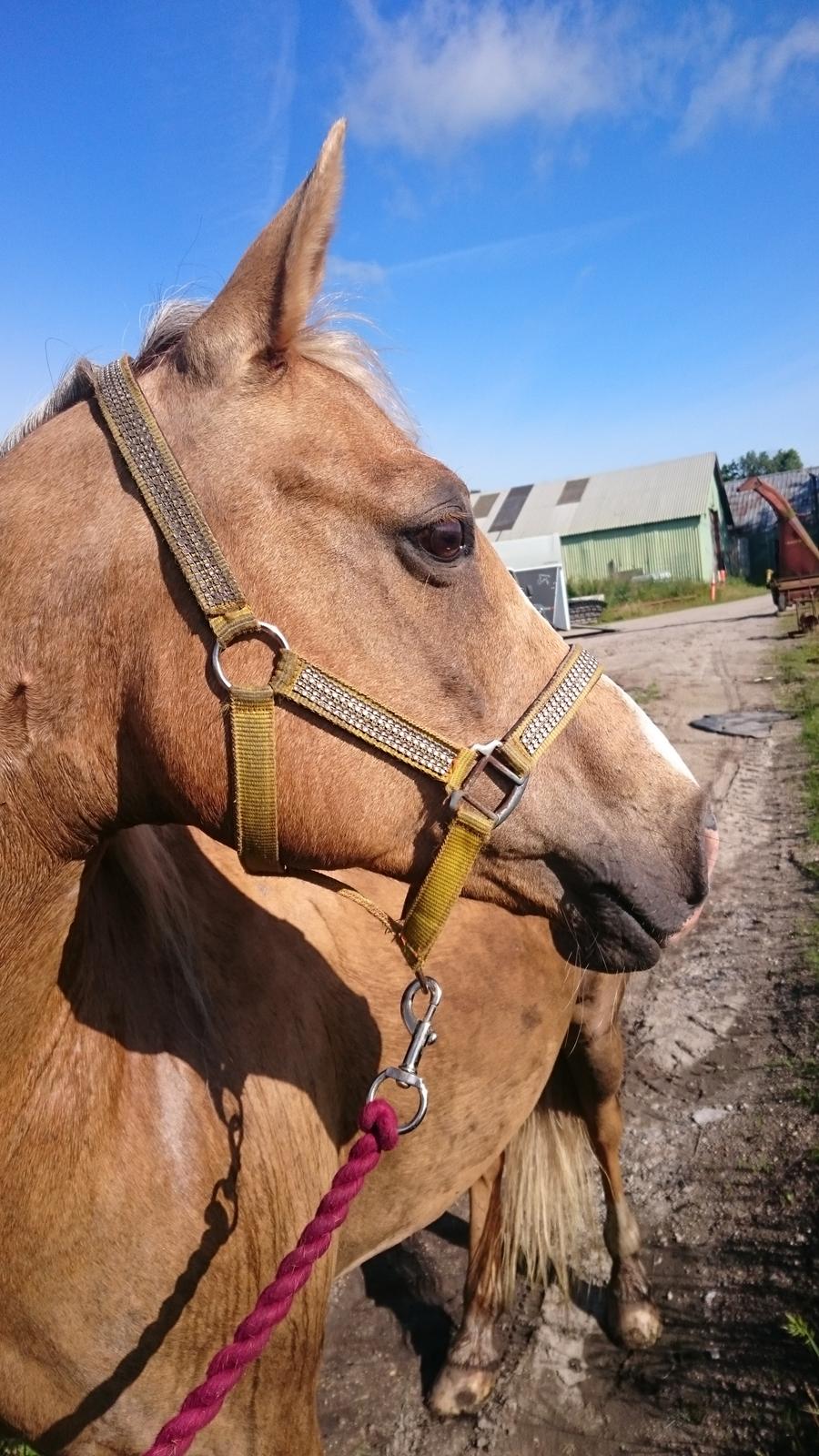 Palomino kærligheds ponyen Troja(SELVSKABSPONY) R.I.P.  billede 44