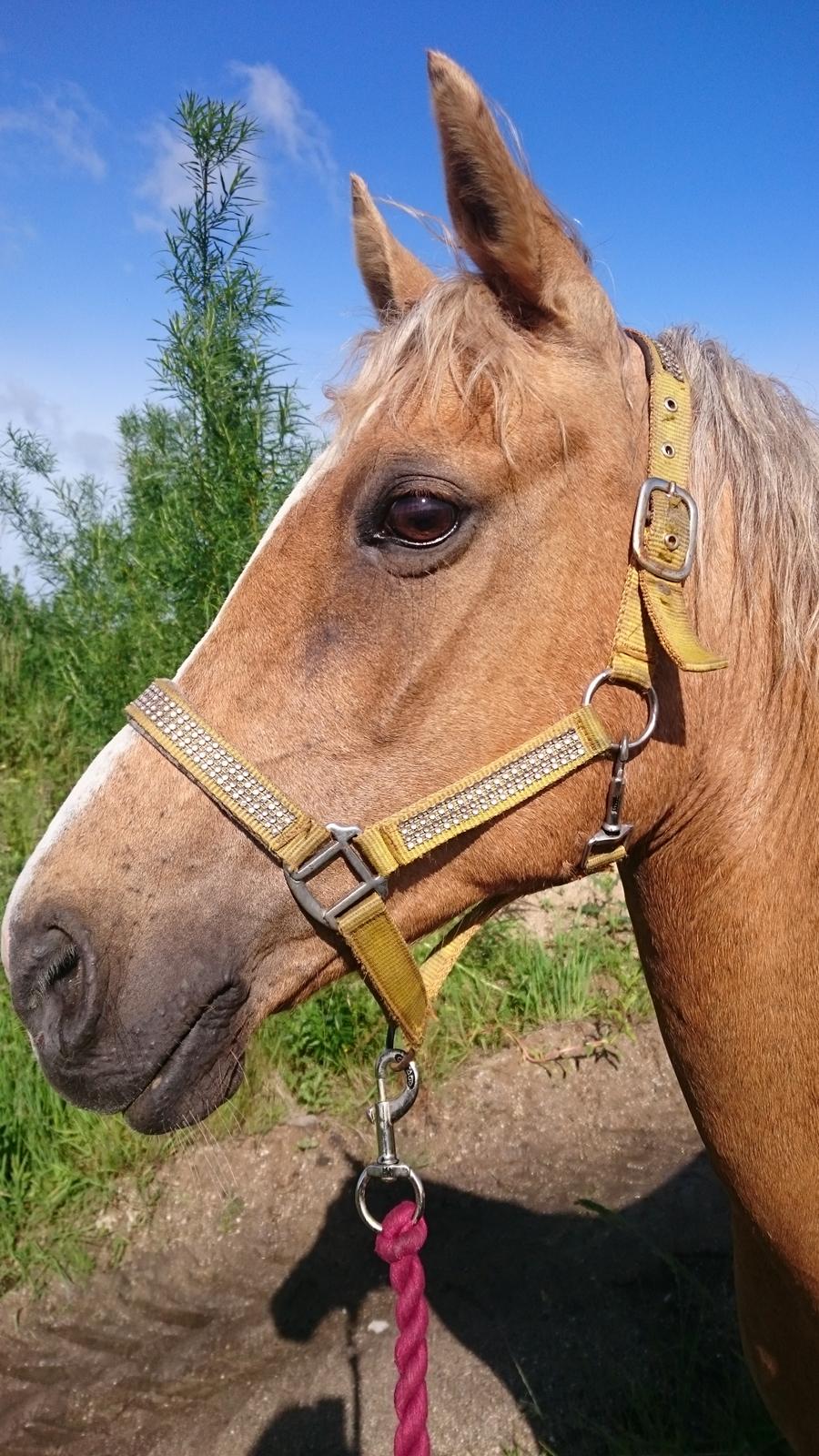Palomino kærligheds ponyen Troja(SELVSKABSPONY) R.I.P.  billede 45