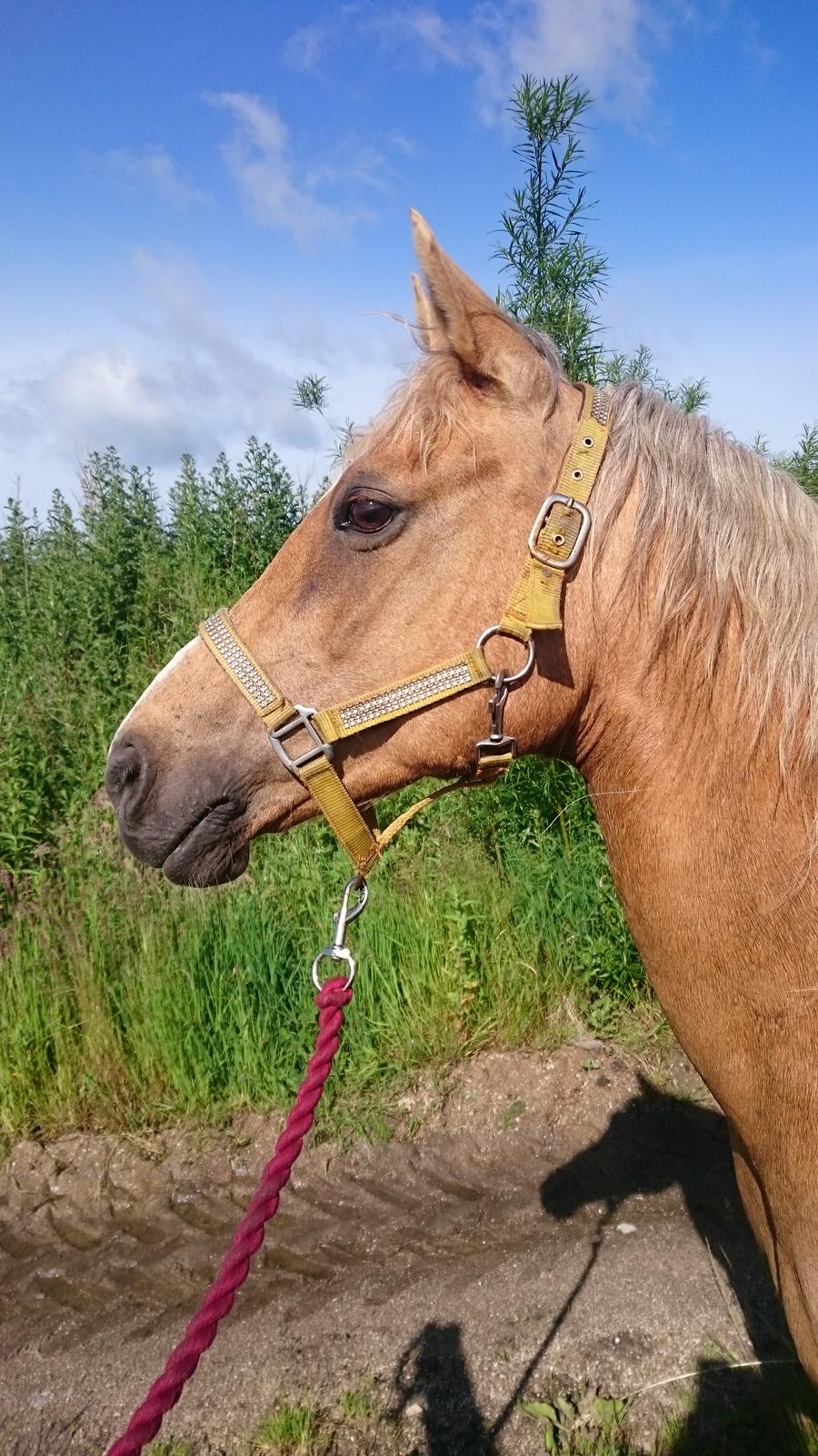 Palomino kærligheds ponyen Troja(SELVSKABSPONY) R.I.P.  billede 41