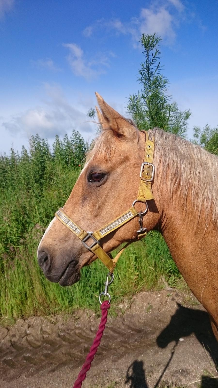 Palomino kærligheds ponyen Troja(SELVSKABSPONY) R.I.P.  billede 42