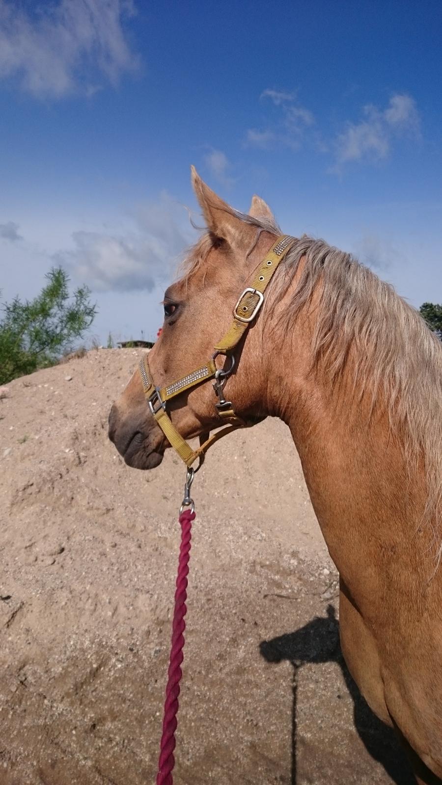 Palomino kærligheds ponyen Troja(SELVSKABSPONY) R.I.P.  billede 46