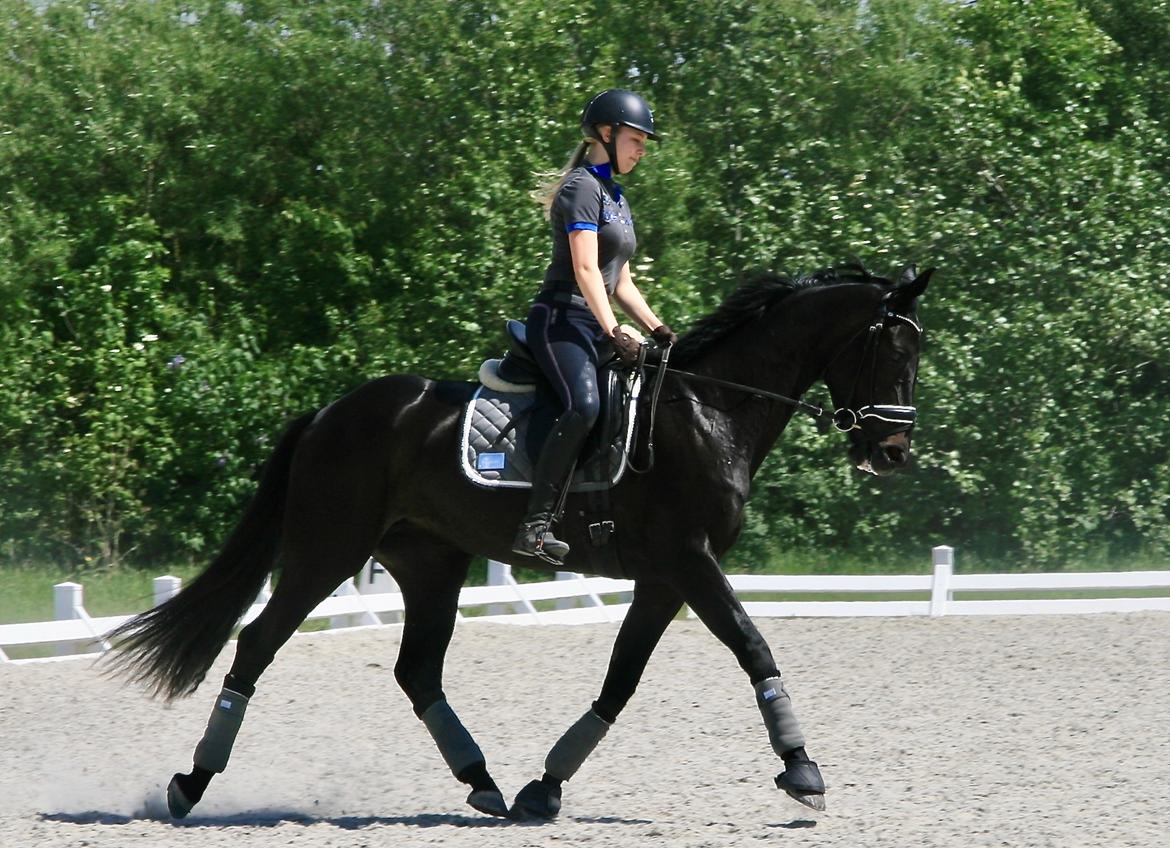 Dansk Varmblod Gørklintgårds Midé billede 6