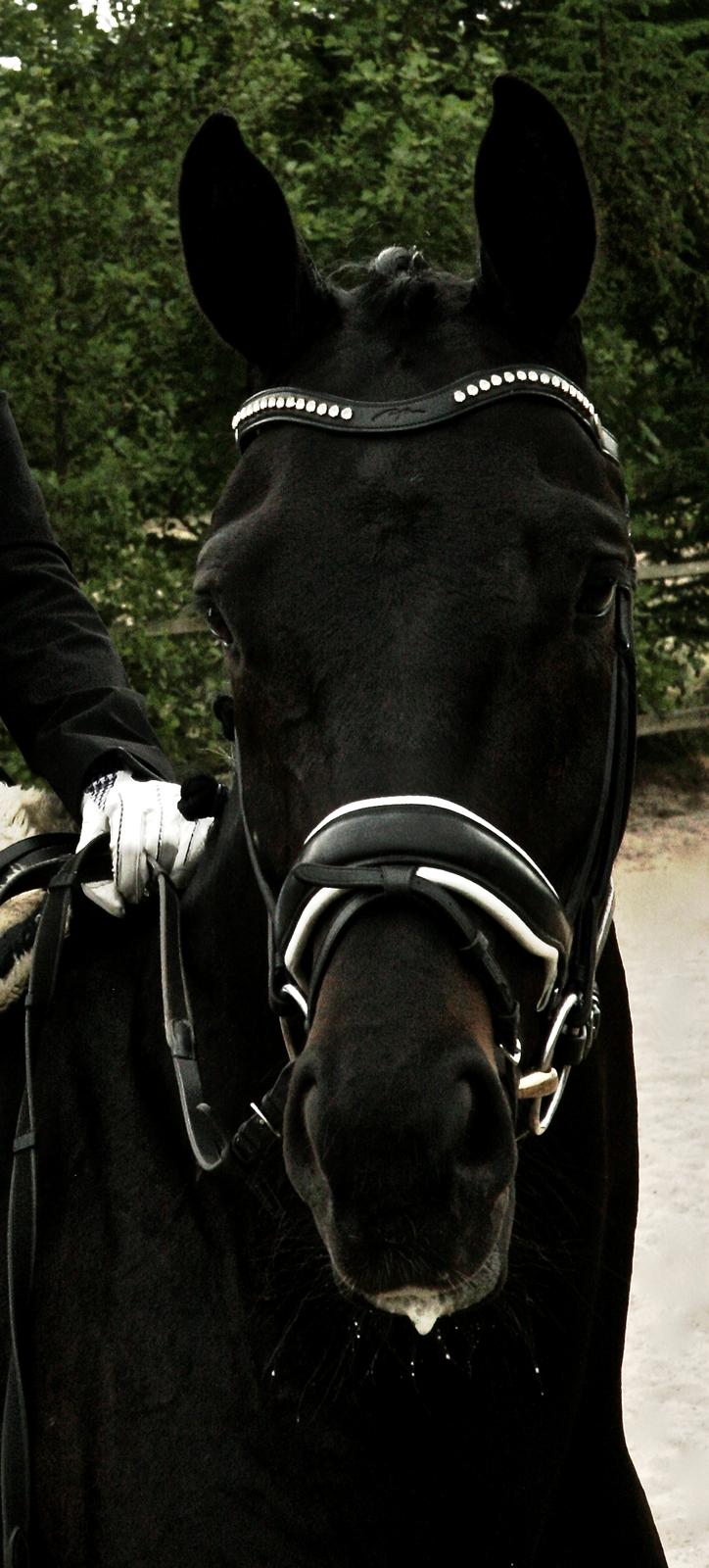 Dansk Varmblod Gørklintgårds Midé billede 7