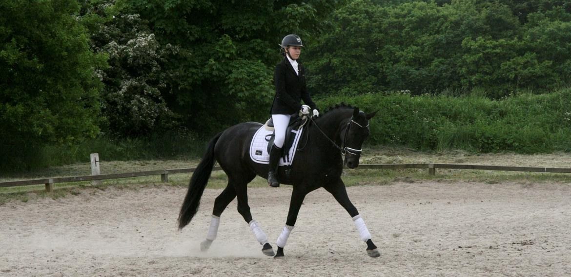 Dansk Varmblod Gørklintgårds Midé billede 15