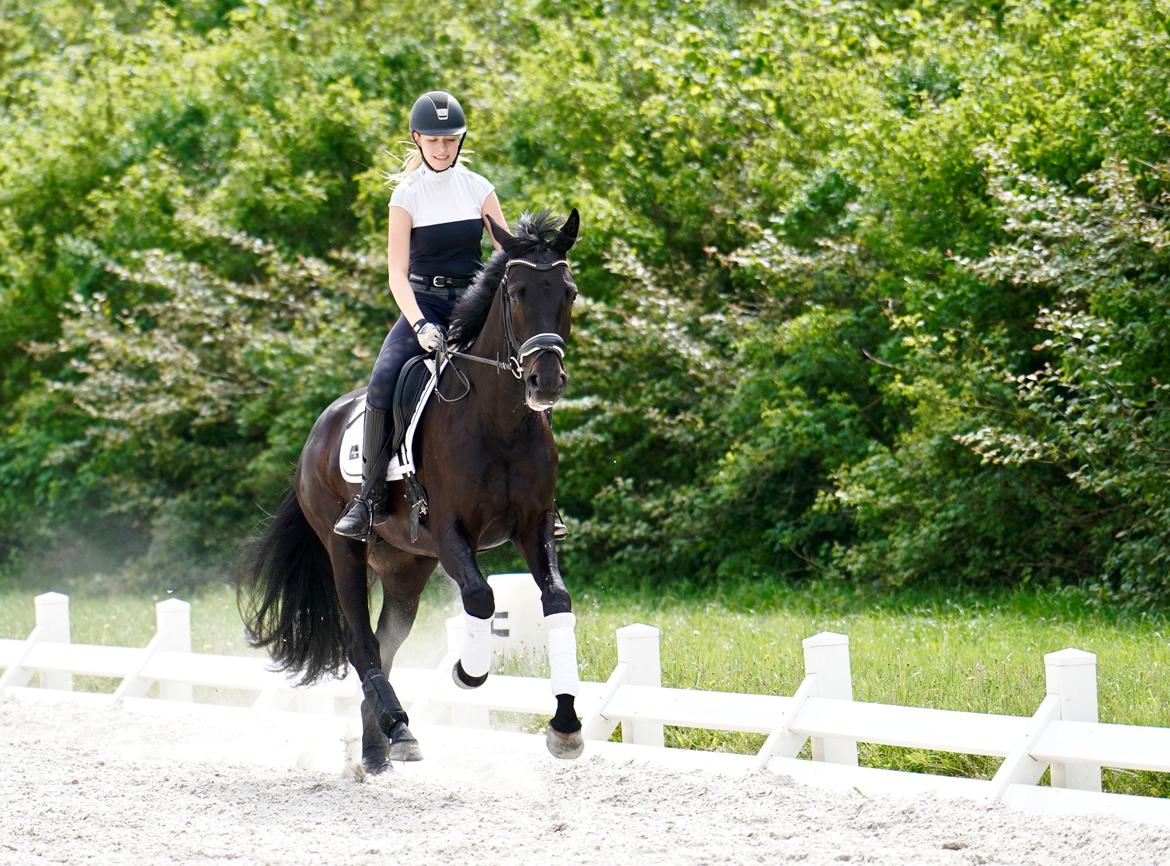 Dansk Varmblod Gørklintgårds Midé billede 3