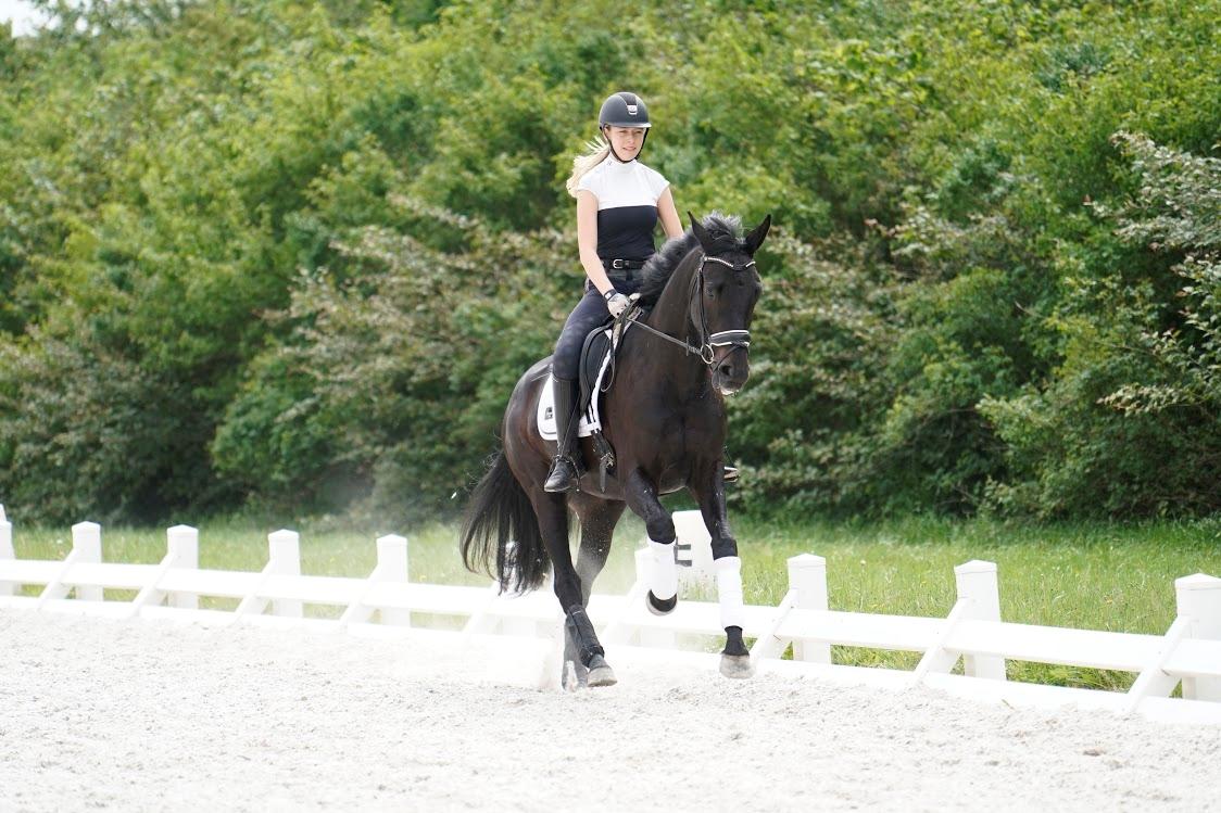 Dansk Varmblod Gørklintgårds Midé billede 9