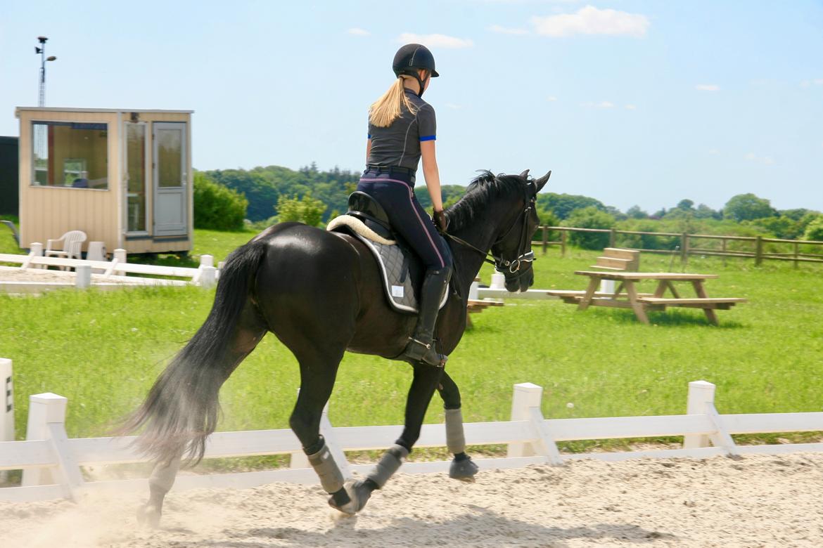 Dansk Varmblod Gørklintgårds Midé billede 4