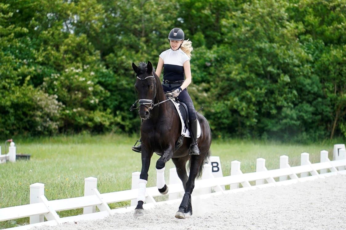 Dansk Varmblod Gørklintgårds Midé billede 1