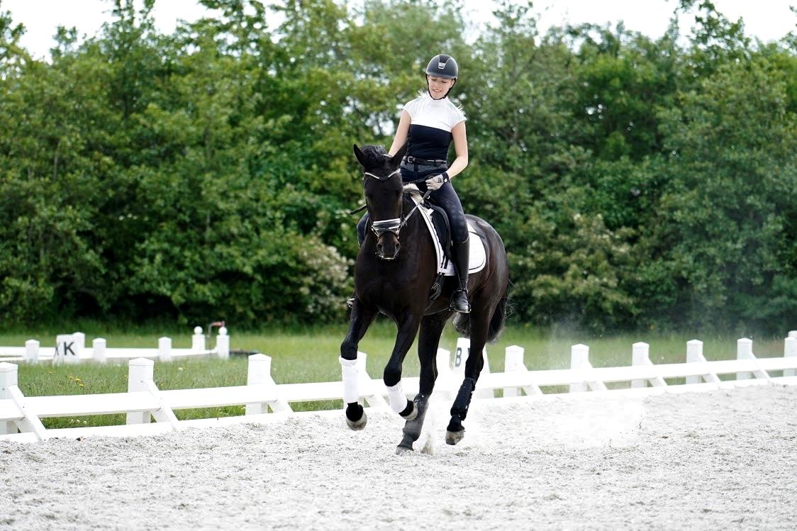 Dansk Varmblod Gørklintgårds Midé billede 11