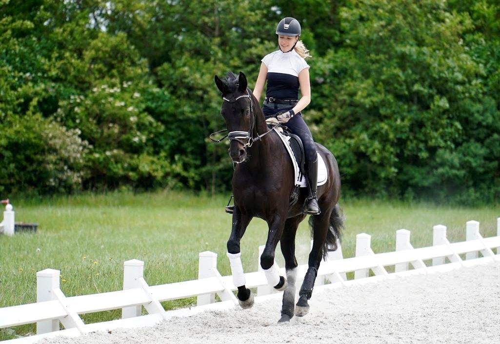 Dansk Varmblod Gørklintgårds Midé billede 13