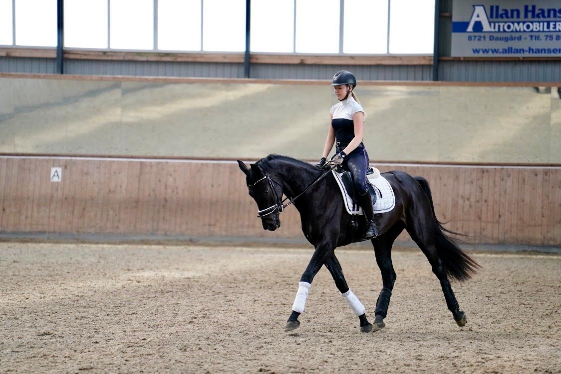 Dansk Varmblod Gørklintgårds Midé billede 14