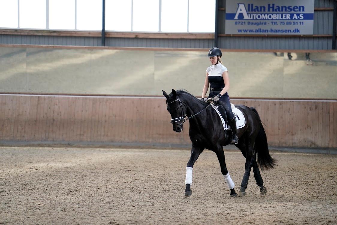 Dansk Varmblod Gørklintgårds Midé billede 5