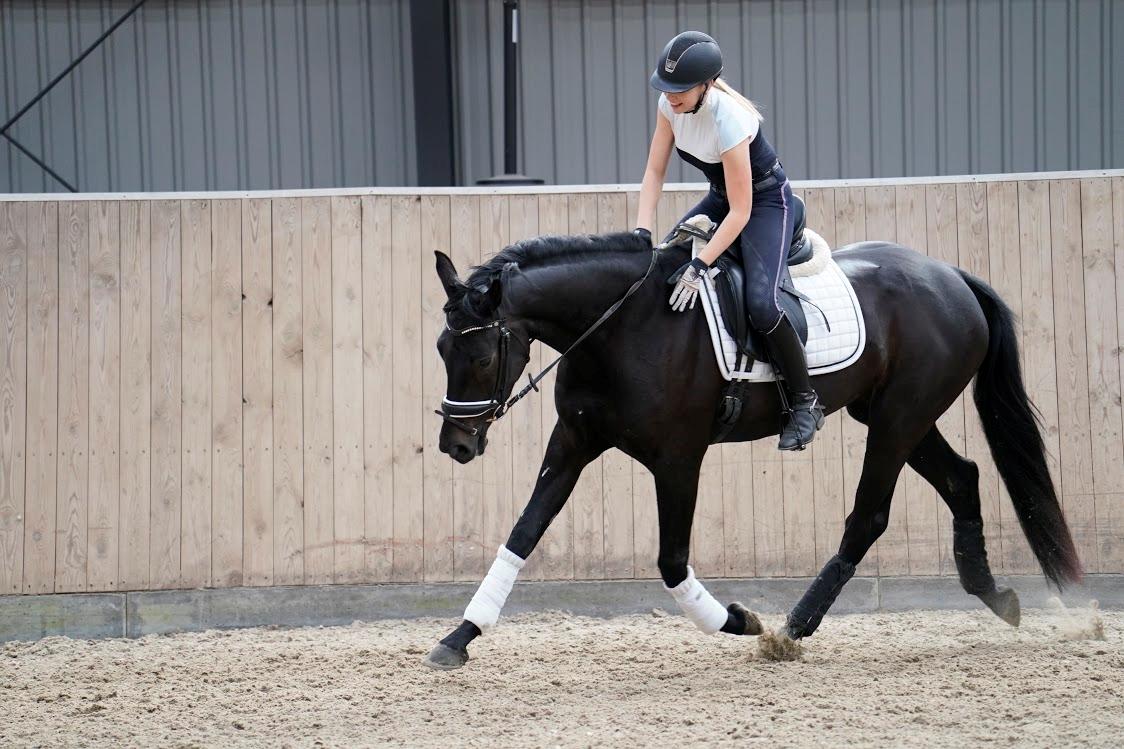 Dansk Varmblod Gørklintgårds Midé billede 16