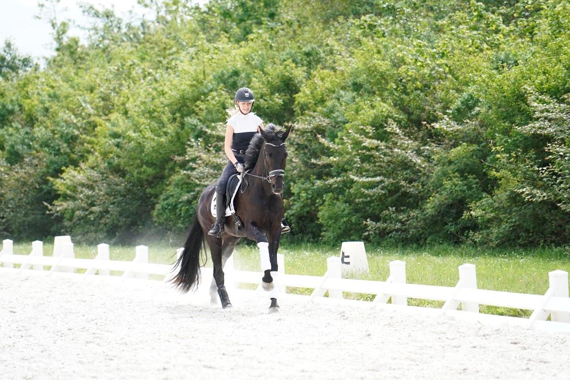 Dansk Varmblod Gørklintgårds Midé billede 12