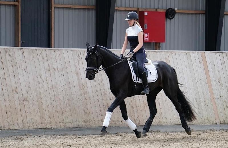 Dansk Varmblod Gørklintgårds Midé billede 10