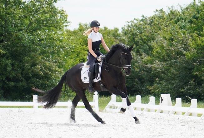 Dansk Varmblod Gørklintgårds Midé billede 18