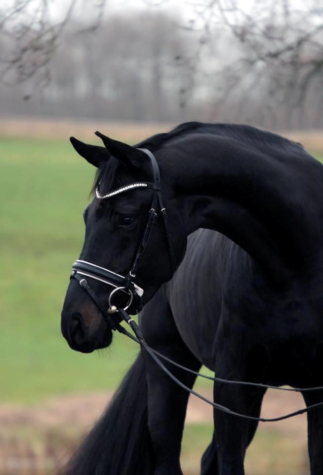 Dansk Varmblod Gørklintgårds Midé billede 2