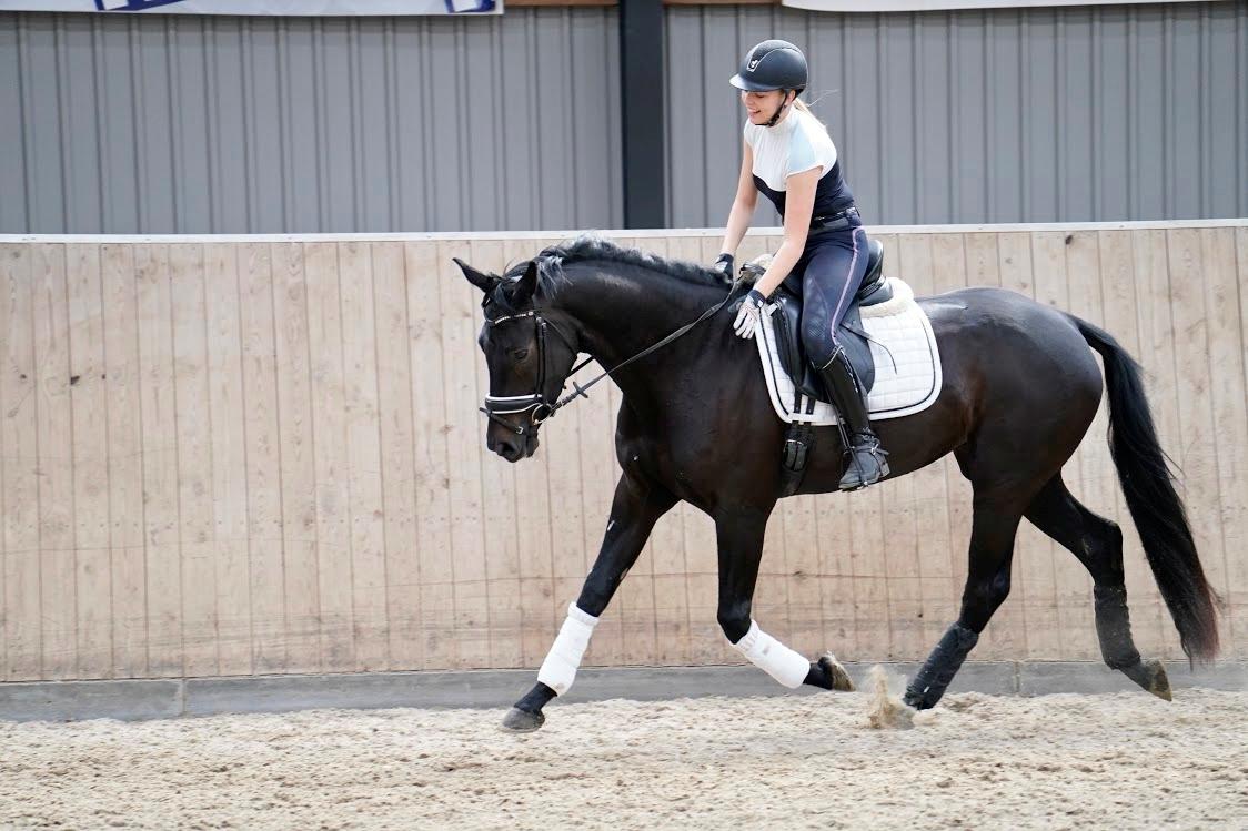 Dansk Varmblod Gørklintgårds Midé billede 17