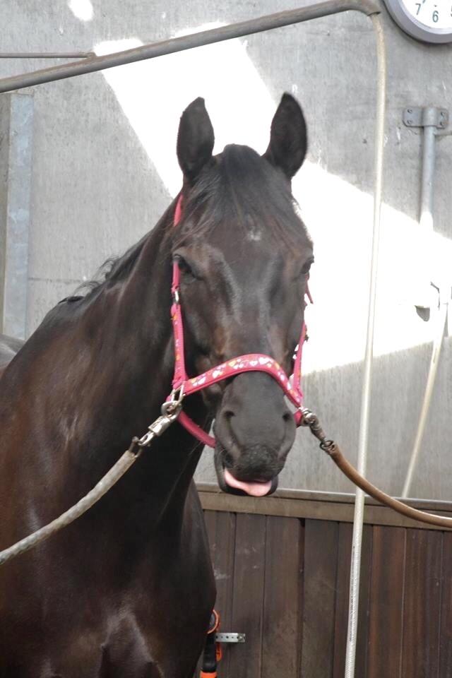 Dansk Varmblod Stenkærgårds Attention (B-hest) billede 14