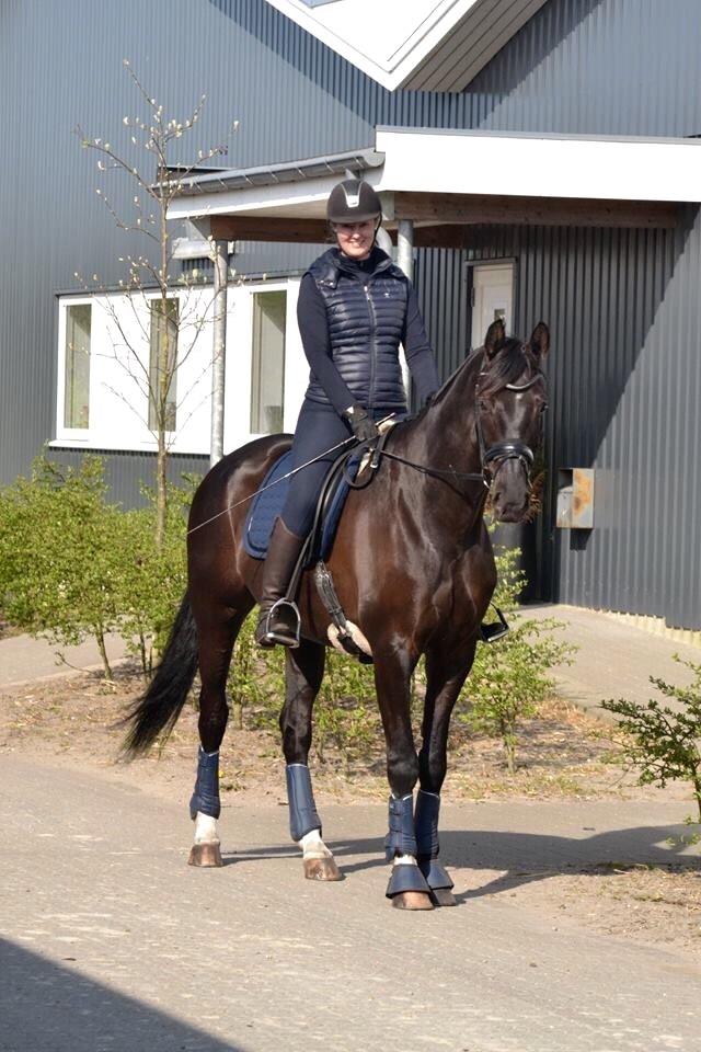 Dansk Varmblod Stenkærgårds Attention (B-hest) billede 15