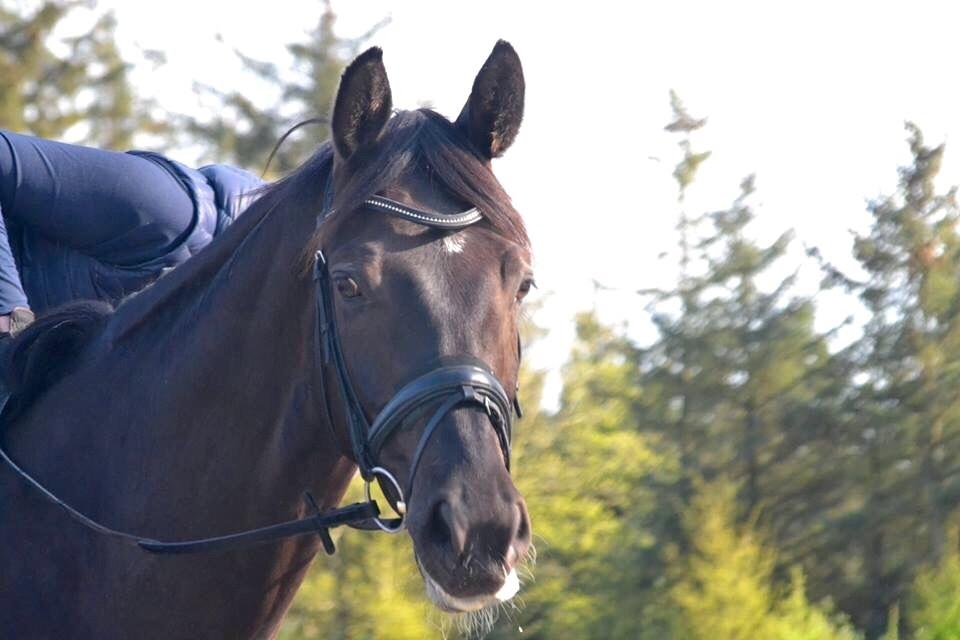 Dansk Varmblod Stenkærgårds Attention (B-hest) billede 18