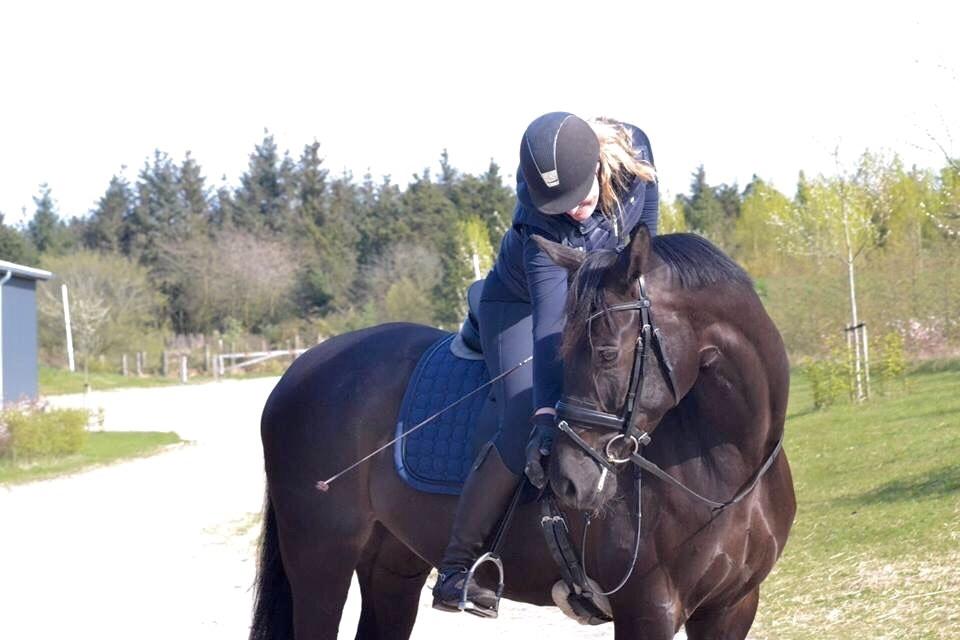 Dansk Varmblod Stenkærgårds Attention (B-hest) billede 16