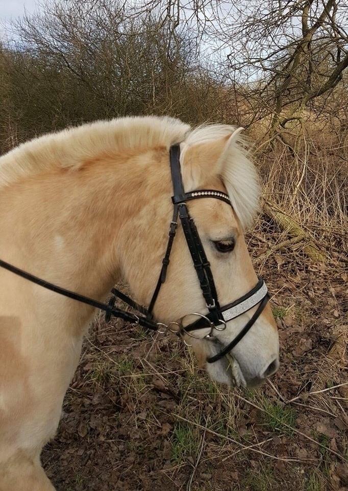 Fjordhest Fiona obkærgård - solgt billede 18