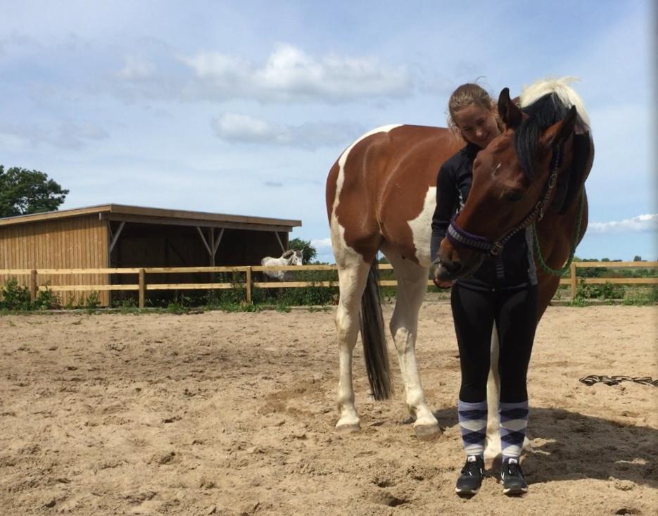 Pinto Højvang's Ikaros - 14-06-2017 billede 19