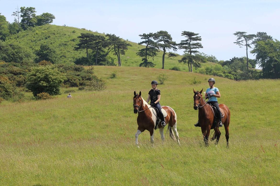 Pinto Højvang's Ikaros - Første tur ude, her på Møns Klint :) -11-06-2017- billede 17