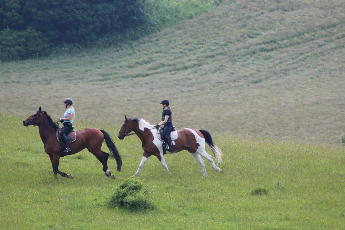 Pinto Højvang's Ikaros - Første tur ude, her på Møns Klint :) -11-06-2017- billede 16