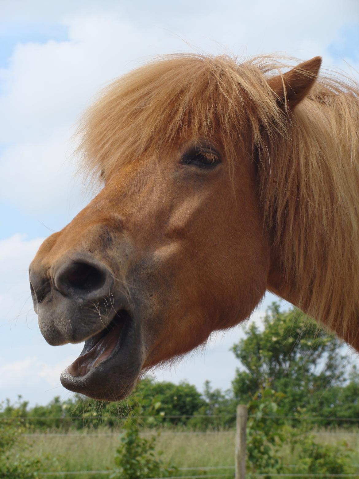 Islænder Katla fra Jannerup billede 15