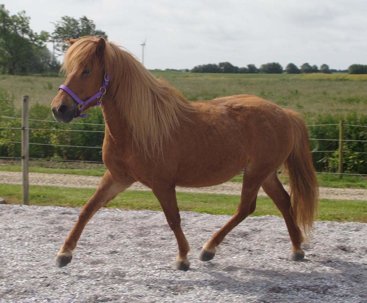 Islænder Katla fra Jannerup billede 16