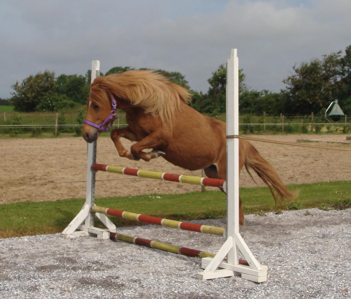 Islænder Katla fra Jannerup billede 17