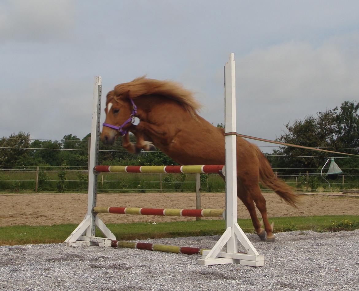 Islænder Katla fra Jannerup billede 2